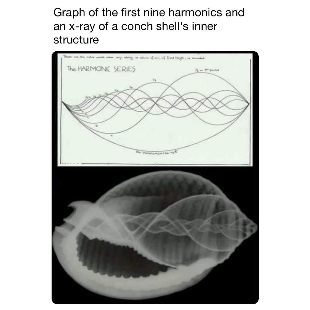 ConchShell-Harmonics.jpeg