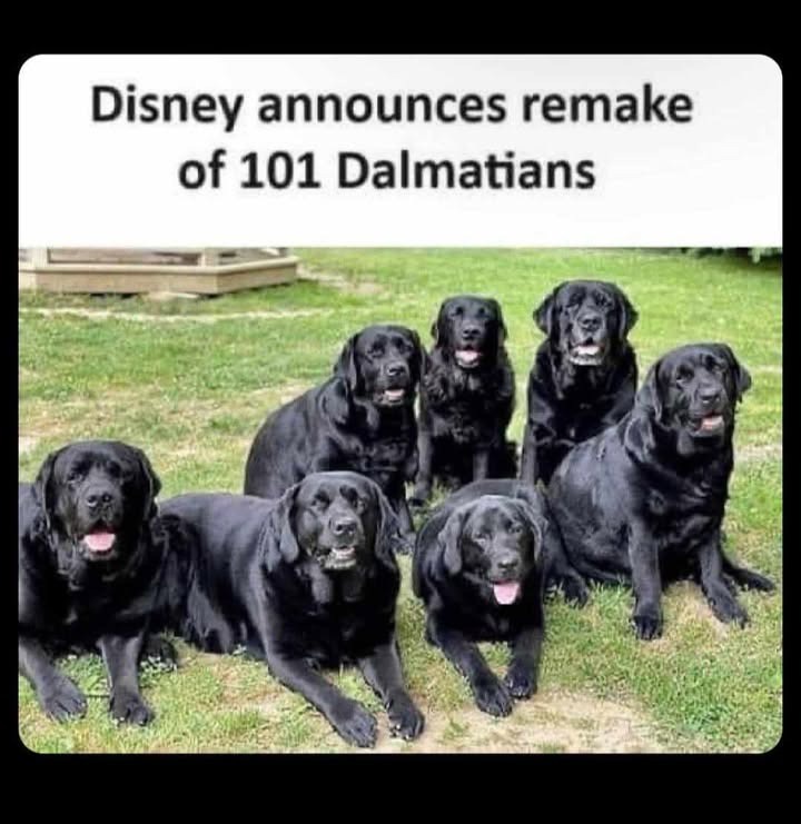 dalmatines.jpeg