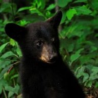 Forces of Satan's Storms