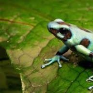 AstralFrog