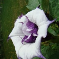 Ghost in the Machine