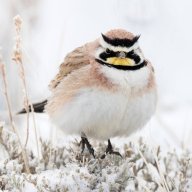Lark