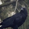 Raven666
