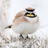 Lark