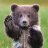 BearPaws